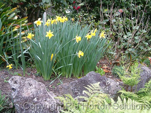 Daffodil Yellow